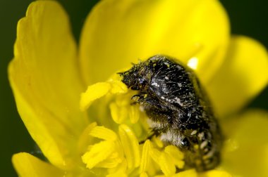 polen yiyen böcek