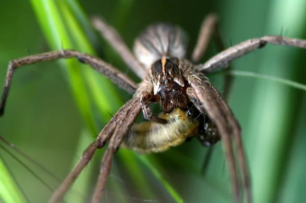 Αράχνη τρώει μια κάμπια — Φωτογραφία Αρχείου
