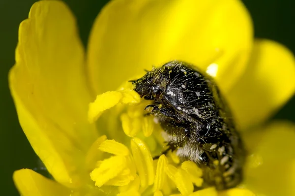 Un escarabajo comiendo polen — Foto de Stock