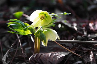 Noel gülü, Helleborus niger