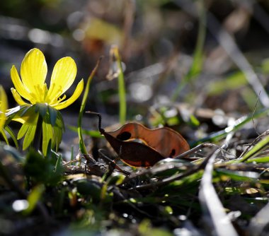 Kış Aconite, Eranthis hyemalis