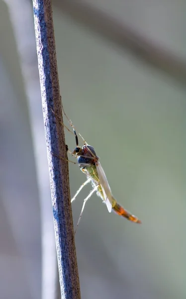 Mosquito — Fotografia de Stock