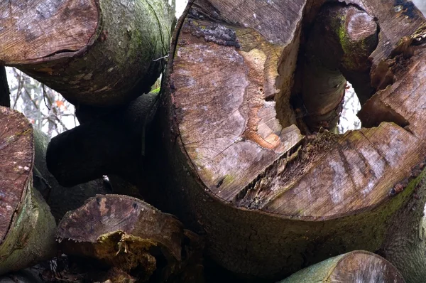 Um monte de troncos — Fotografia de Stock