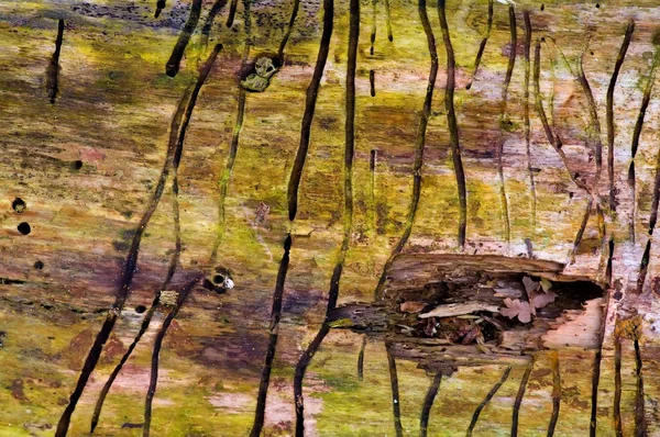 Auswirkungen eines Birkenrindenkäfers, Scolytus ratzeburgi — Stockfoto