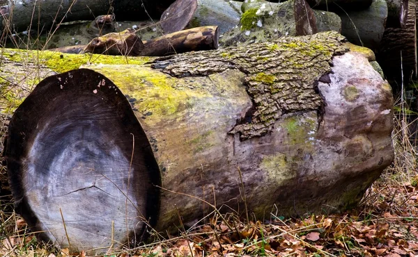 Un tronco de árbol — Foto de Stock
