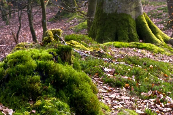 Moss som täcker marken — Stockfoto