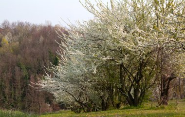 çiçekli ağaçlar
