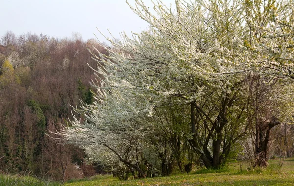 Blühende Bäume — Stockfoto