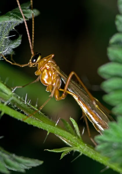 El insecto en la hoja — Foto de Stock