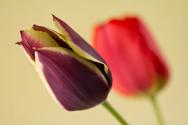 stock image Tulips