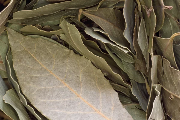 stock image Bay leaf