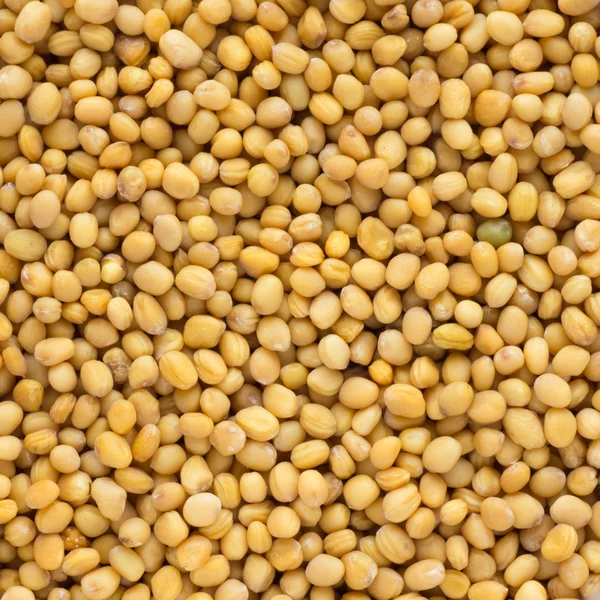 stock image Close up of mustard seeds