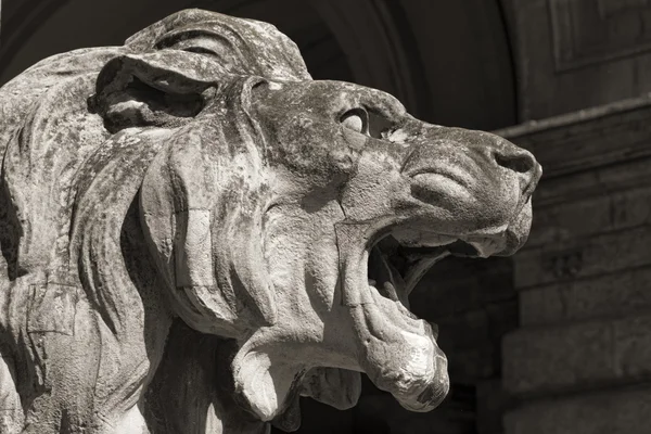 Head of lion statue, budapest — Stock Photo, Image
