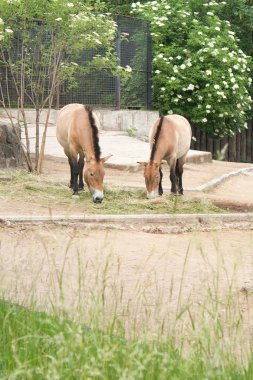 Przewalski'nın at