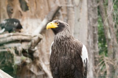 eagle portresi