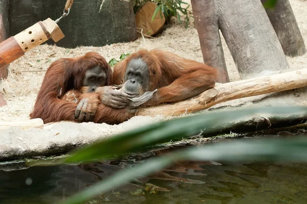 Casal de orangotangos — Fotografia de Stock