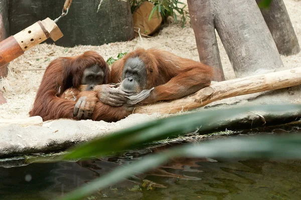 stock image Orangutan Couple