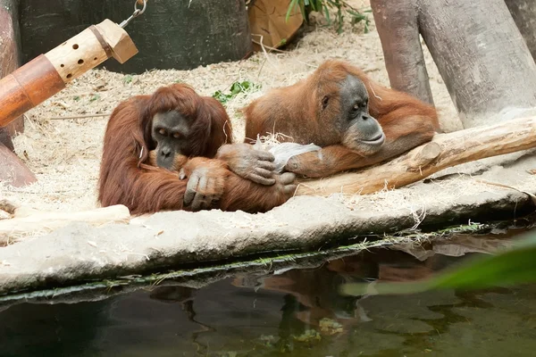 Casal de orangotangos — Fotografia de Stock