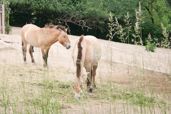 Przewalskis Pferd — Stockfoto