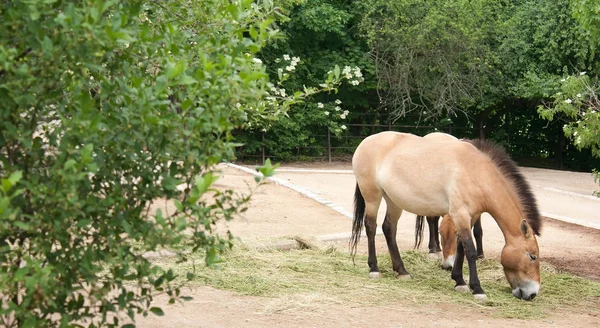 Лошадь Пржевальского — стоковое фото