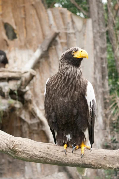 stock image Portrait of the Eagle