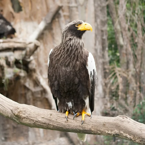 eagle portresi