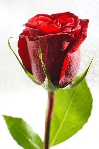 Trandafir roșu — Fotografie, imagine de stoc