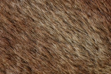 Abstract brown fur background (texture) clipart