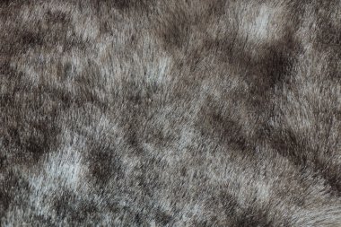 Abstract gray mink fur background (texture) clipart