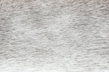 Abstract gray polar fox fur background (horisontal texture) clipart