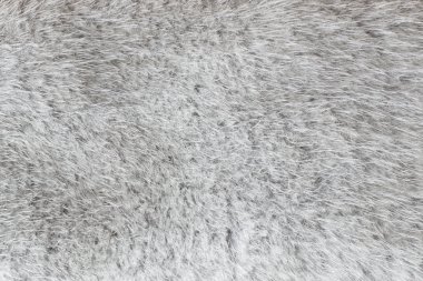 Abstract light gray polar fox fur background (mixed texture) clipart