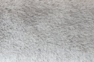 Abstract light gray polar fox fur background (texture) clipart