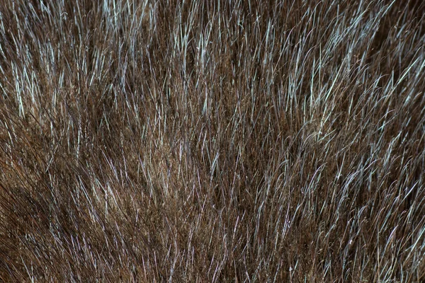 抽象的な光ブラウン ミンクの毛皮の背景 (テクスチャ) — ストック写真