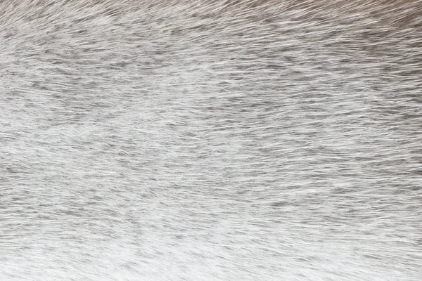 Abstract light gray polar fox fur background (texture) — Stock Photo, Image