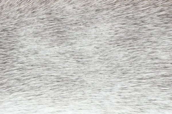 Abstract gray polar fox fur background (horisontal texture) — Stock Photo, Image