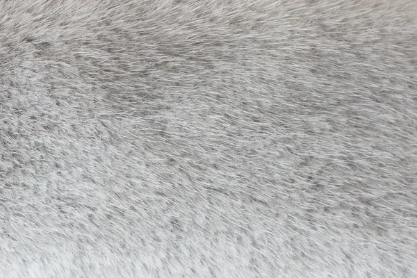 Absztrakt világos szürke Sarki róka szőrme háttér (textúra) — Stock Fotó