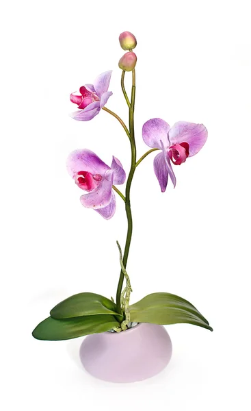 stock image Orchid isolated