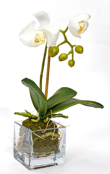White orchid on white background — Stock Photo, Image
