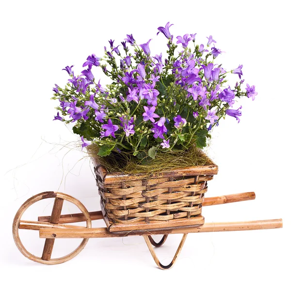 Violet flowers in basket — Stock Photo, Image