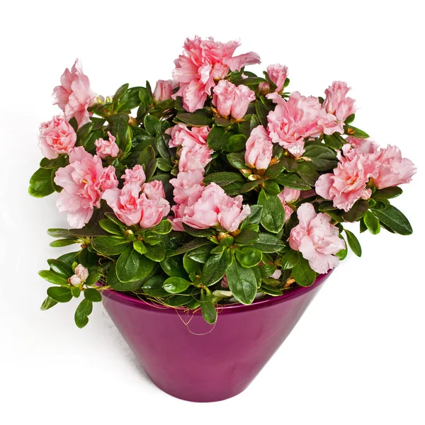 Rose flowers in flowerpot — Stock Photo, Image
