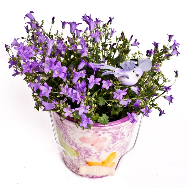 Violet flowers in vase — Stock Photo, Image