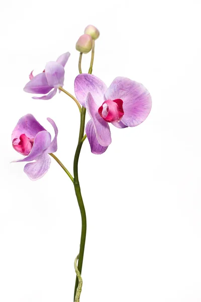 Růžová orchidej izolovaná na bílém Stock Snímky