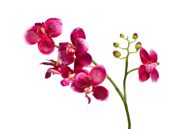 Orquídea aislada Fotos de stock libres de derechos