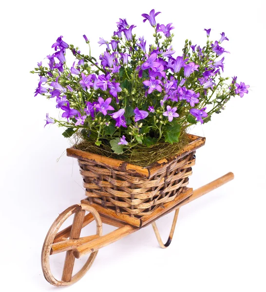 Violette bloemen in mand Stockafbeelding