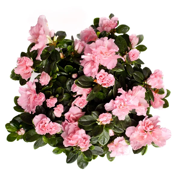Fleurs roses isolées Images De Stock Libres De Droits