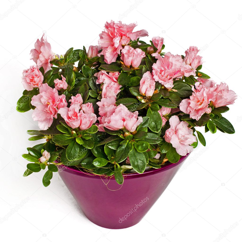 Rose flowers in flowerpot