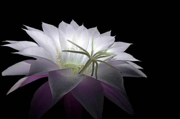 stock image Flower of a cactus