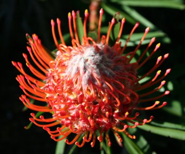 Kırmızı iğnelik Southafrican Protea (Proteaceae)