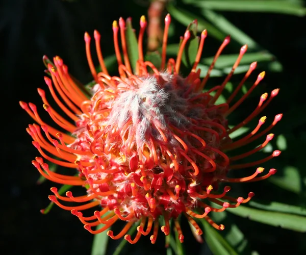 Red Pincushion Southafrican Protea (Протеевые ) — стоковое фото