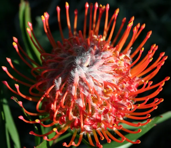 Jihoafrický červený poduškovité Protea (Proteaceae) — Stock fotografie